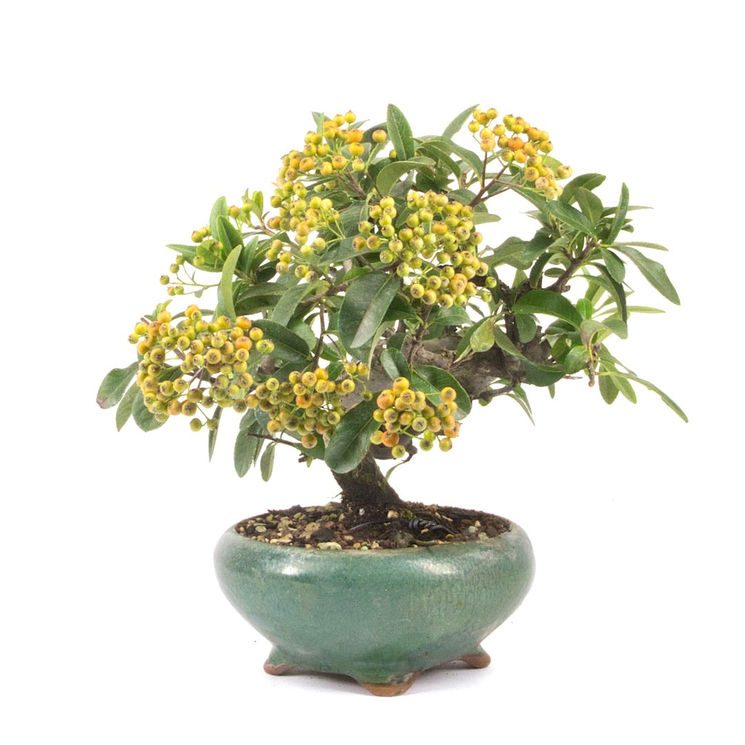 Feuerdorn 'Pyracantha coccinea'